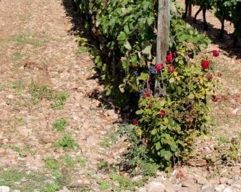 Rosal alertando. Los rosales se ponen delante de las vides para alertar de las posibles enfermedades.